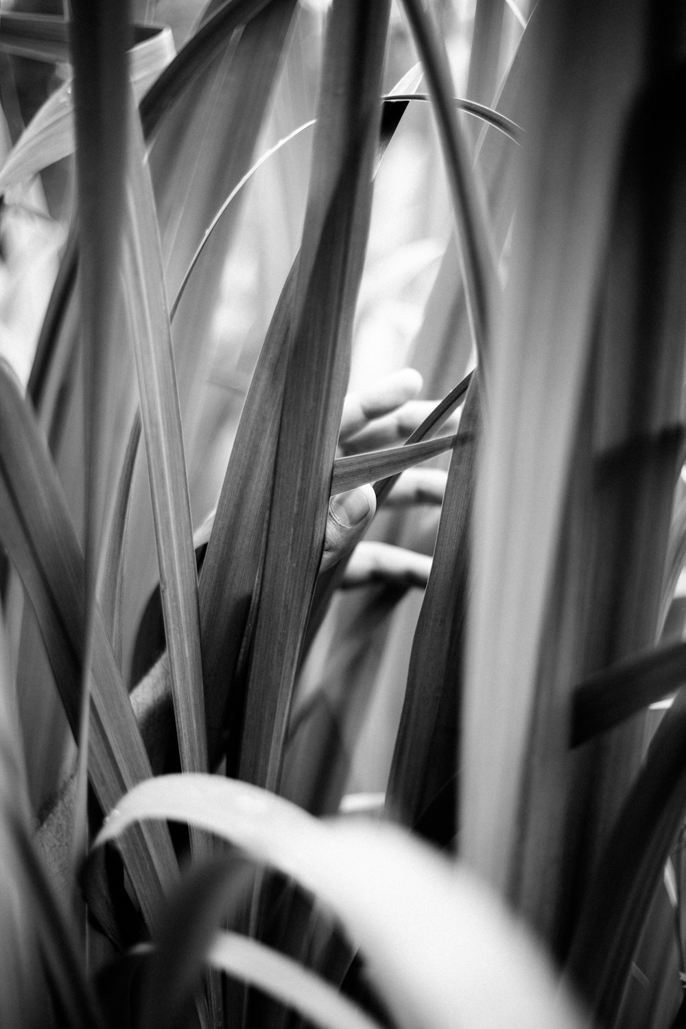 Una foto in bianco e nero di una pianta