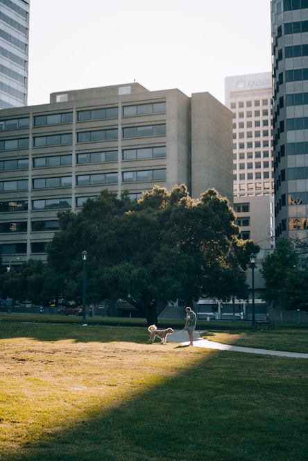 David gently training a happy dog in a sunny park