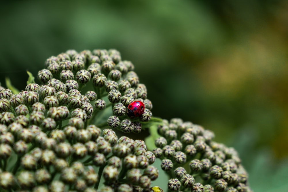 a ladybug sitting on top of a green plant