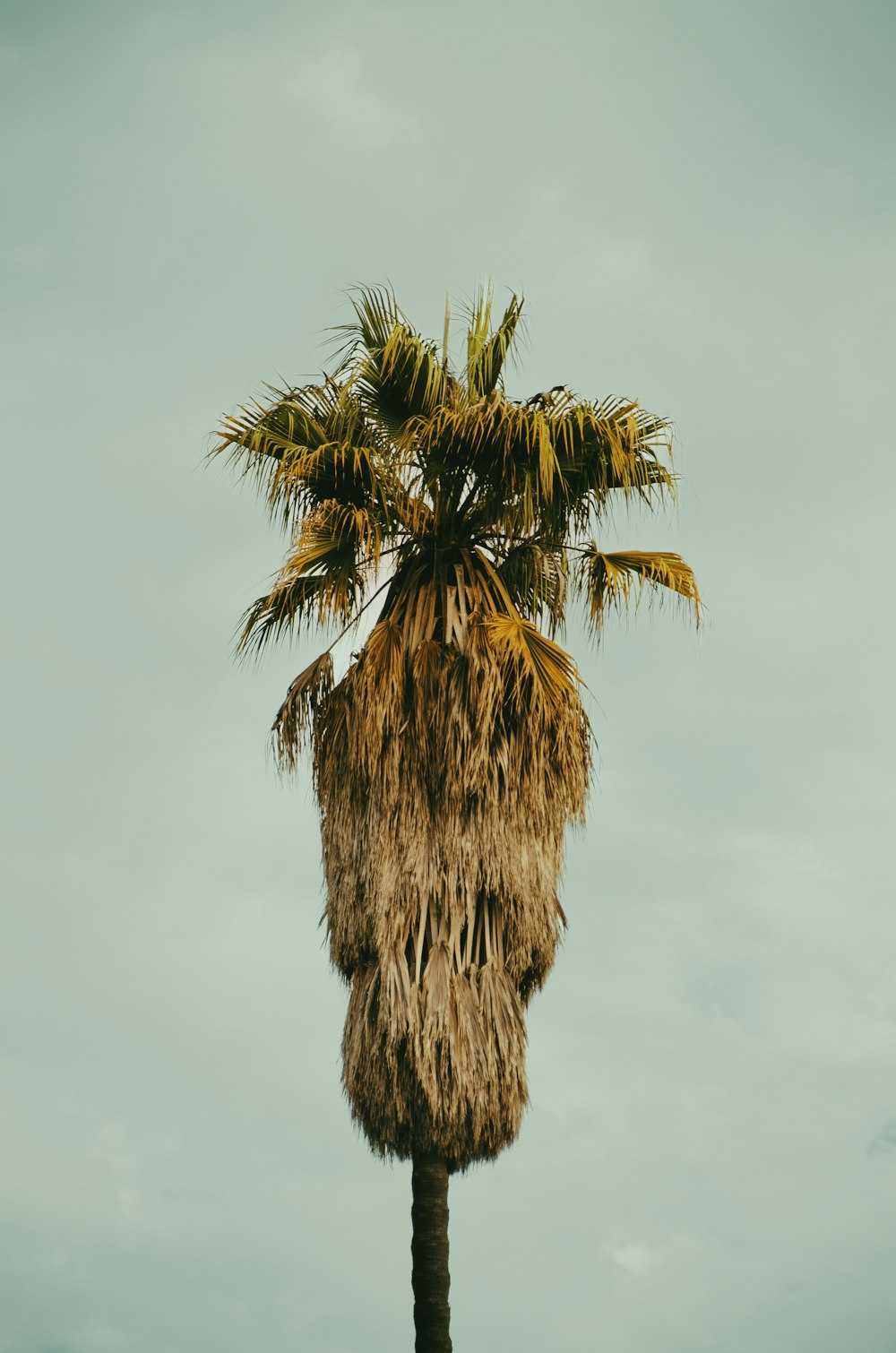 a palm tree is shown against a cloudy sky