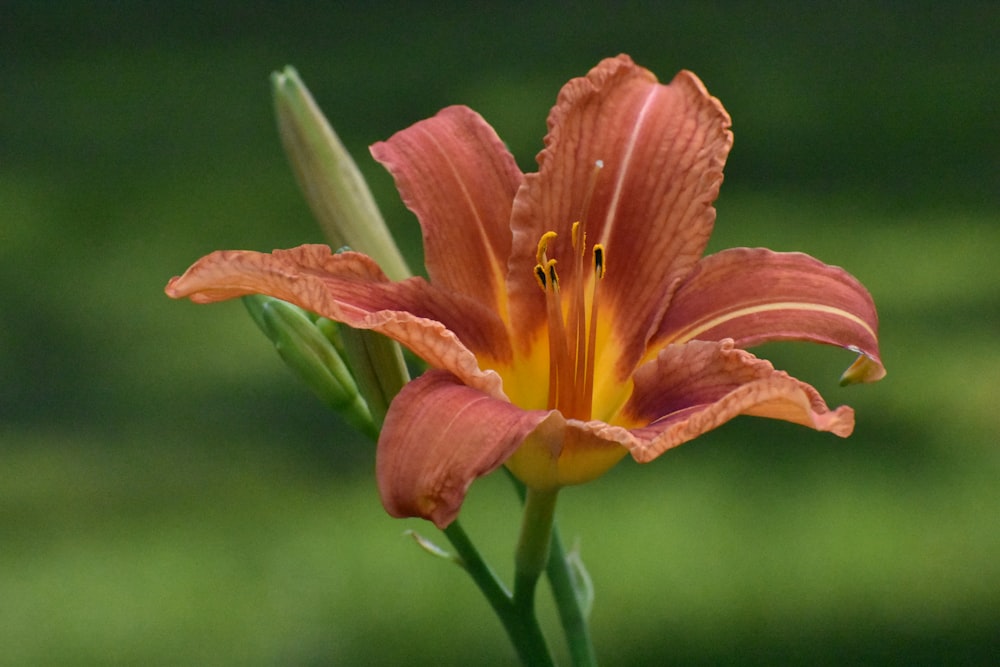 a close up of a flower with a blurry background