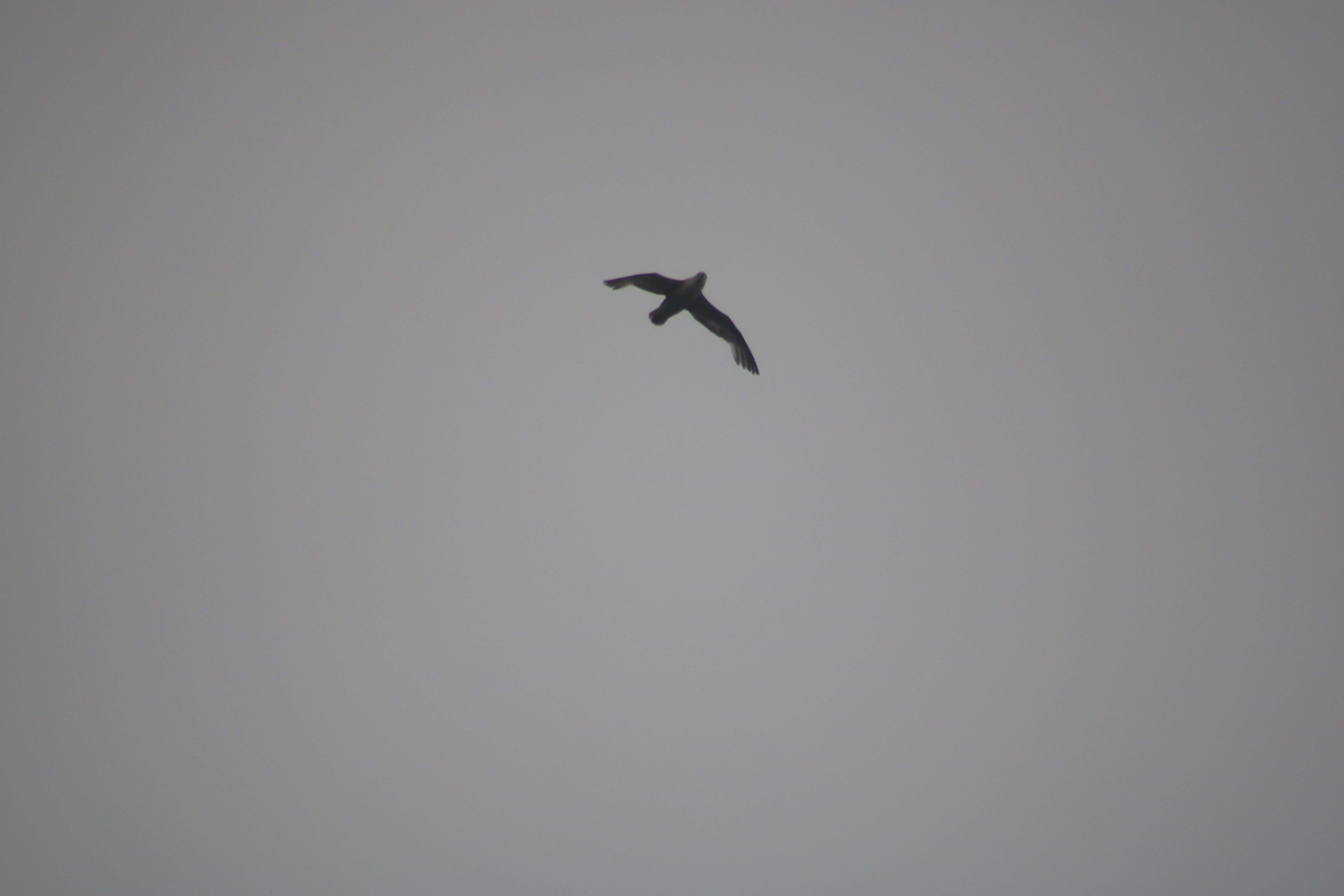 Photo by seandoherty886