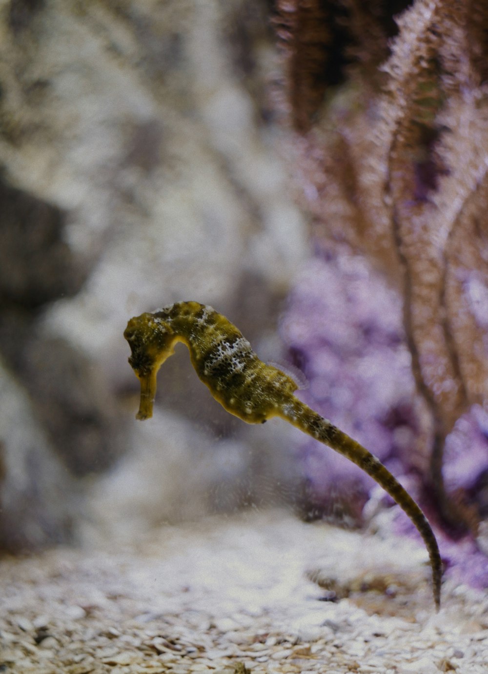 a sea horse is swimming in the water