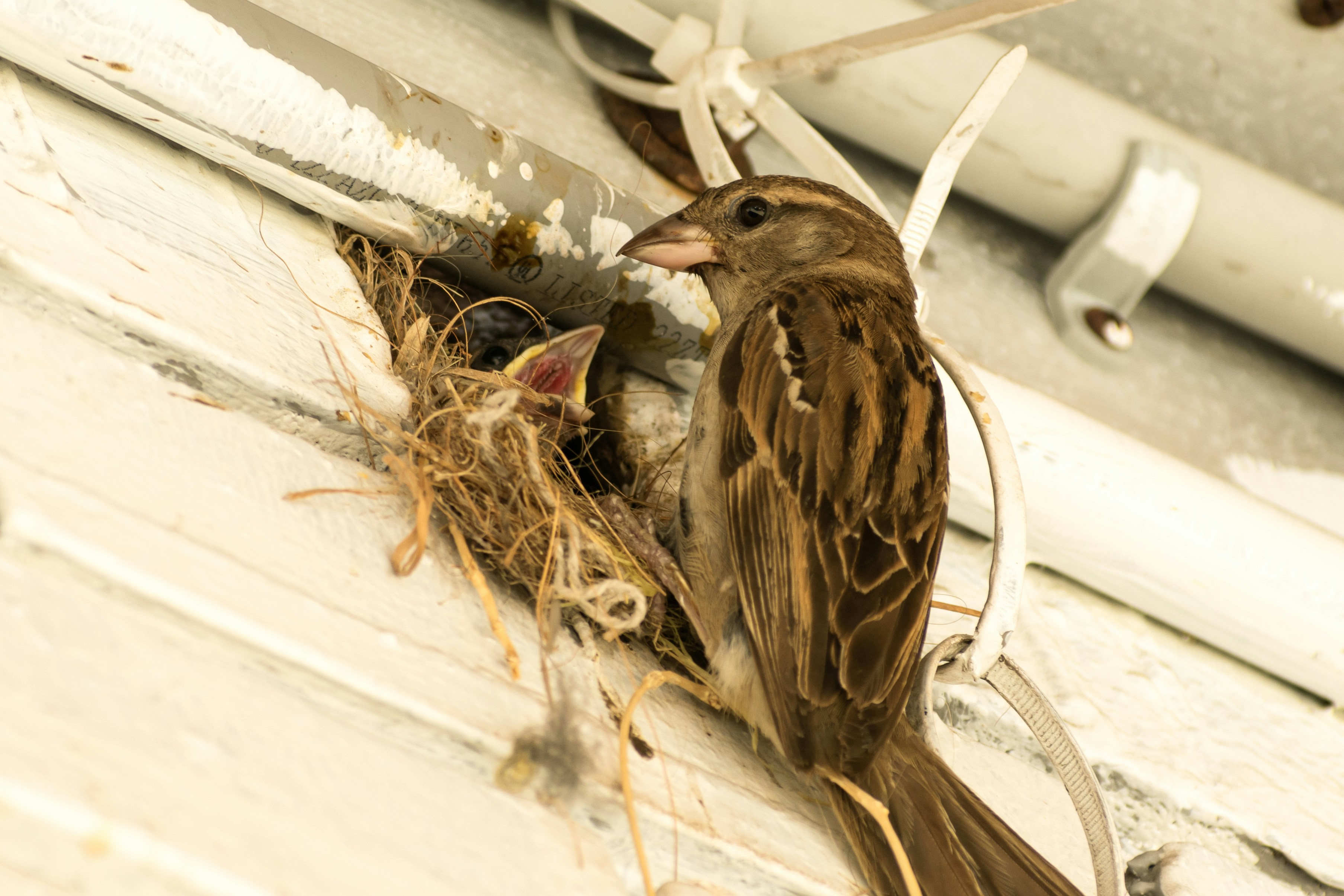 un oiseau brun assis au sommet d’un nid
