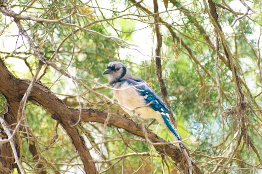 A close-up of a vibrant blue jay perched on a pine branch with morning light filtering through green leaves.