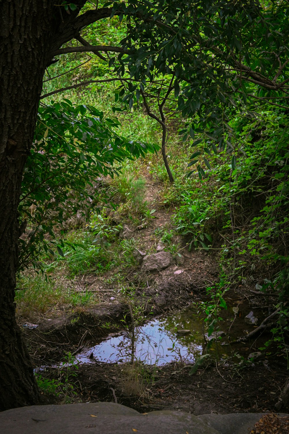 a small stream running through a lush green forest