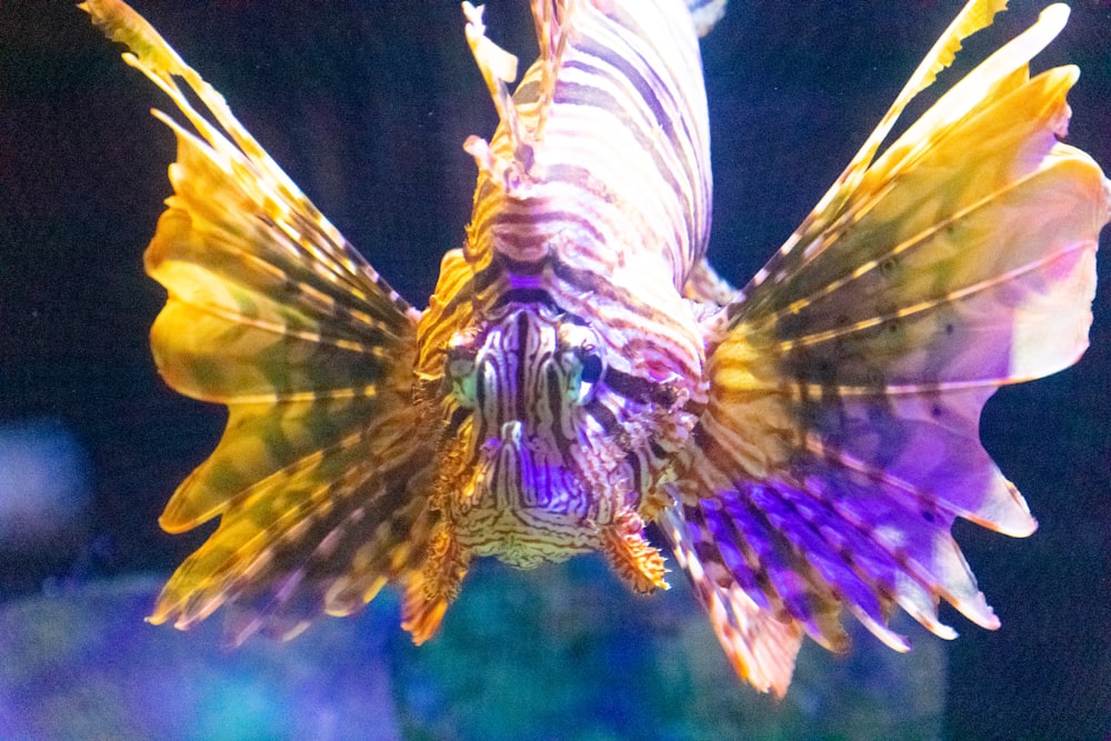 a close up of a fish in a tank