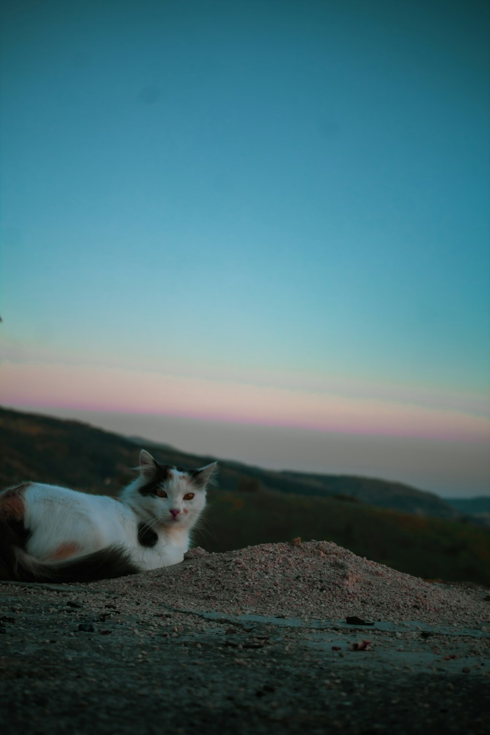 a white and black cat laying on top of a hill