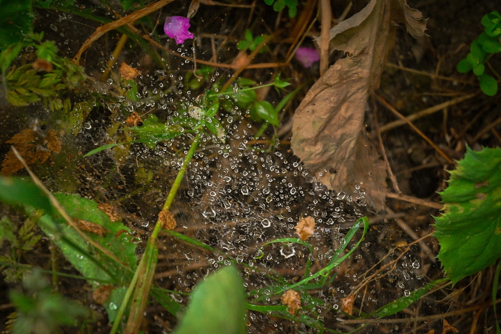 a close up of a spider web on the ground