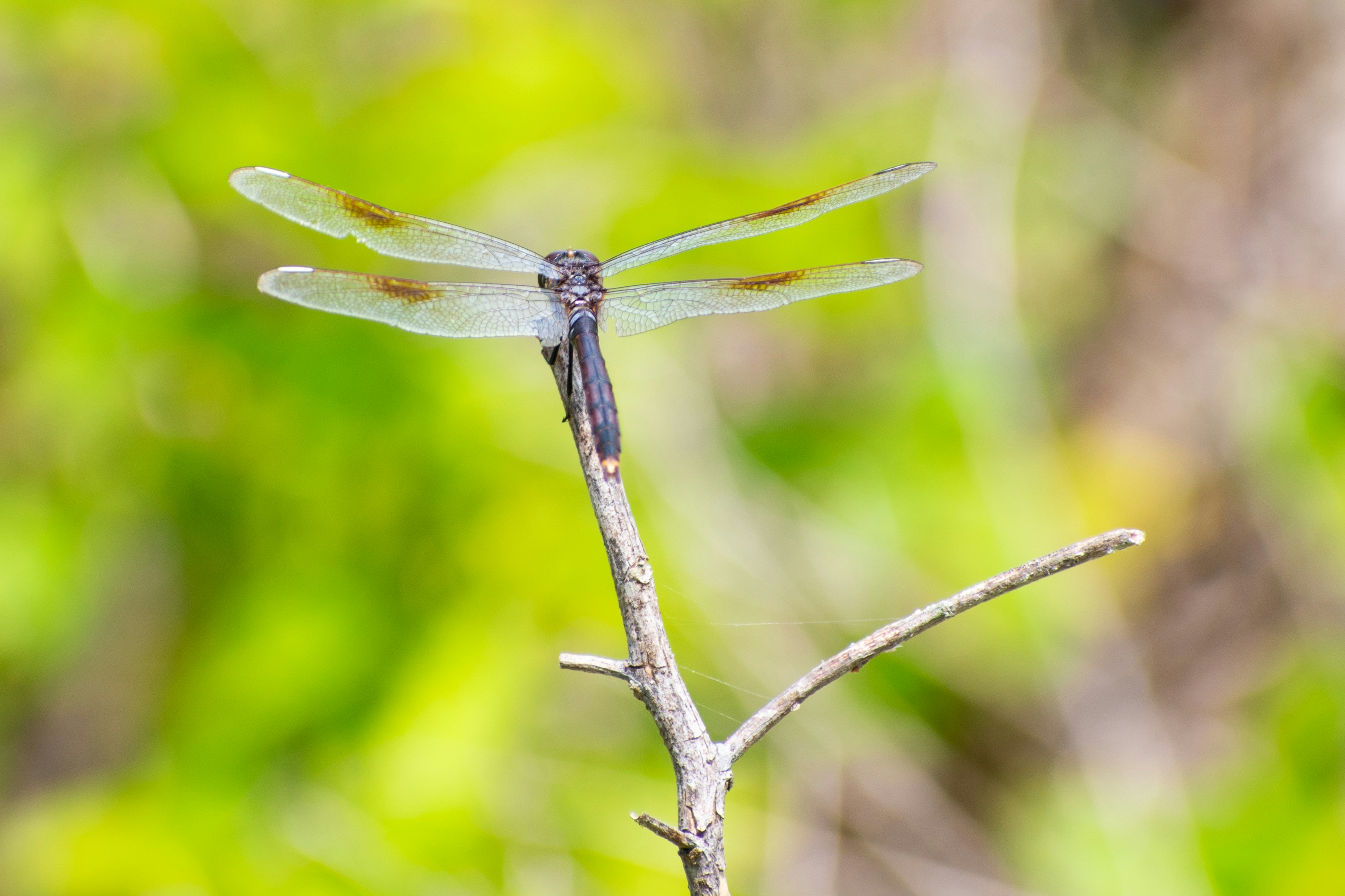 Photo by probablyrobin