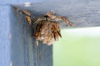 A cluster of wasps buzzing around a garden fence on a sunny day.