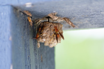 A group of wasps are gathered around a small, textured nest attached to a blue wooden structure. The insects are vividly colored with red and yellow markings, and they are actively attending to the nest.