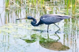 A heron with dark plumage stands in a shallow marsh, surrounded by reeds and reflected in the water. The bird has a long, pointed beak and is focused on its surroundings, likely hunting for food.