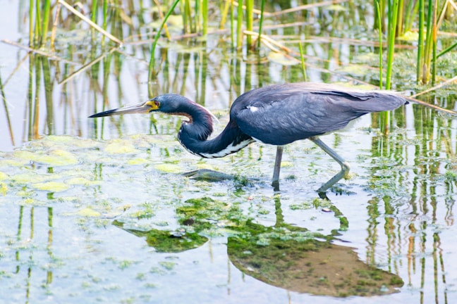 A heron with dark plumage stands in a shallow marsh, surrounded by reeds and reflected in the water. The bird has a long, pointed beak and is focused on its surroundings, likely hunting for food.