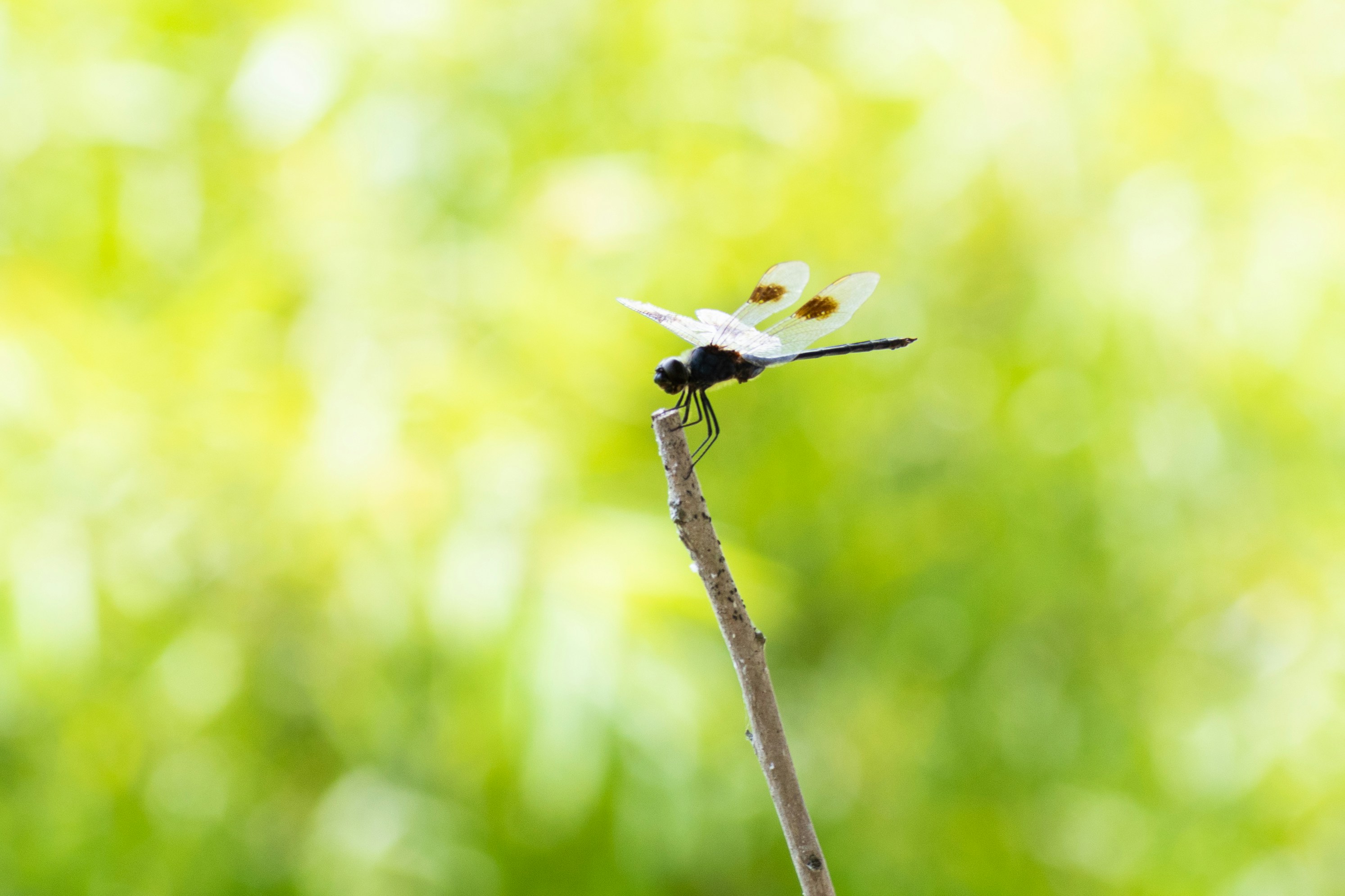 Photo by probablyrobin