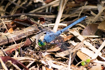 A vibrant blue dragonfly rests atop a bed of dry leaves and twigs, showcasing its transparent wings and intricate body structure. The natural setting is composed of earthy tones, with a mix of brown and tan leaves scattered around.