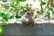 A duck with mottled brown and black feathers stands on the edge of a concrete ledge. Surrounding the duck are various green plants with broad leaves, creating a natural and serene environment.