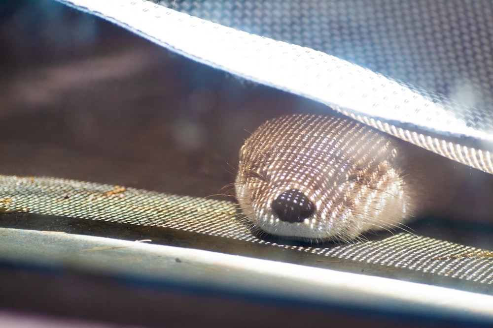 a close up of a small animal under a mesh curtain