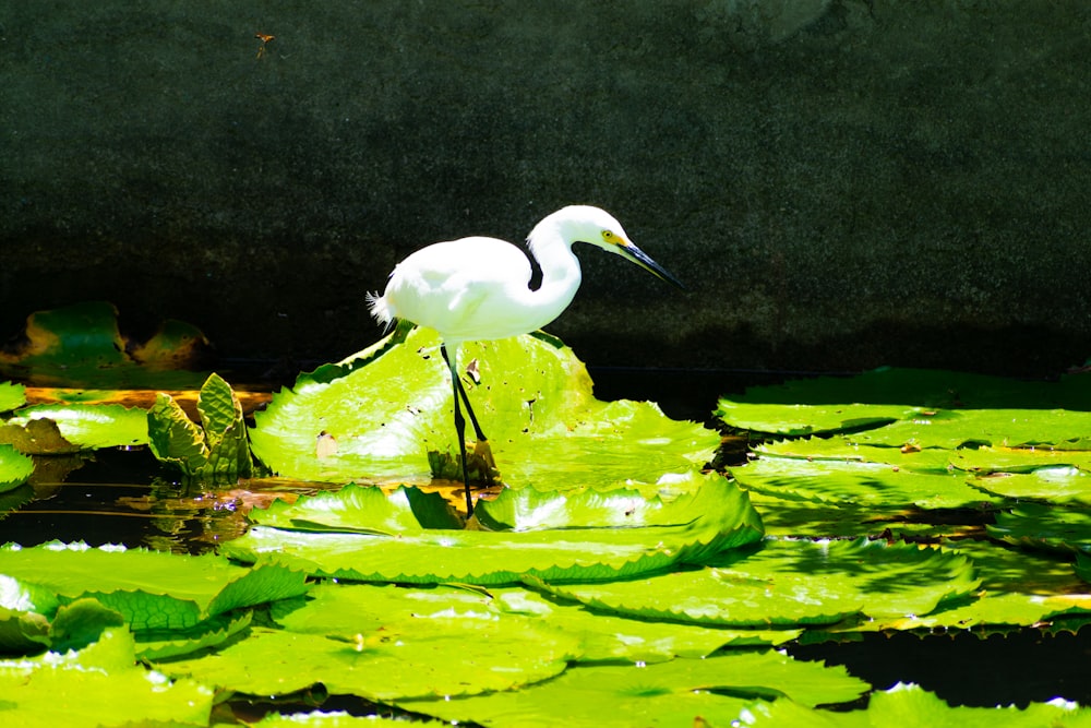 a white bird is standing on a lily pad
