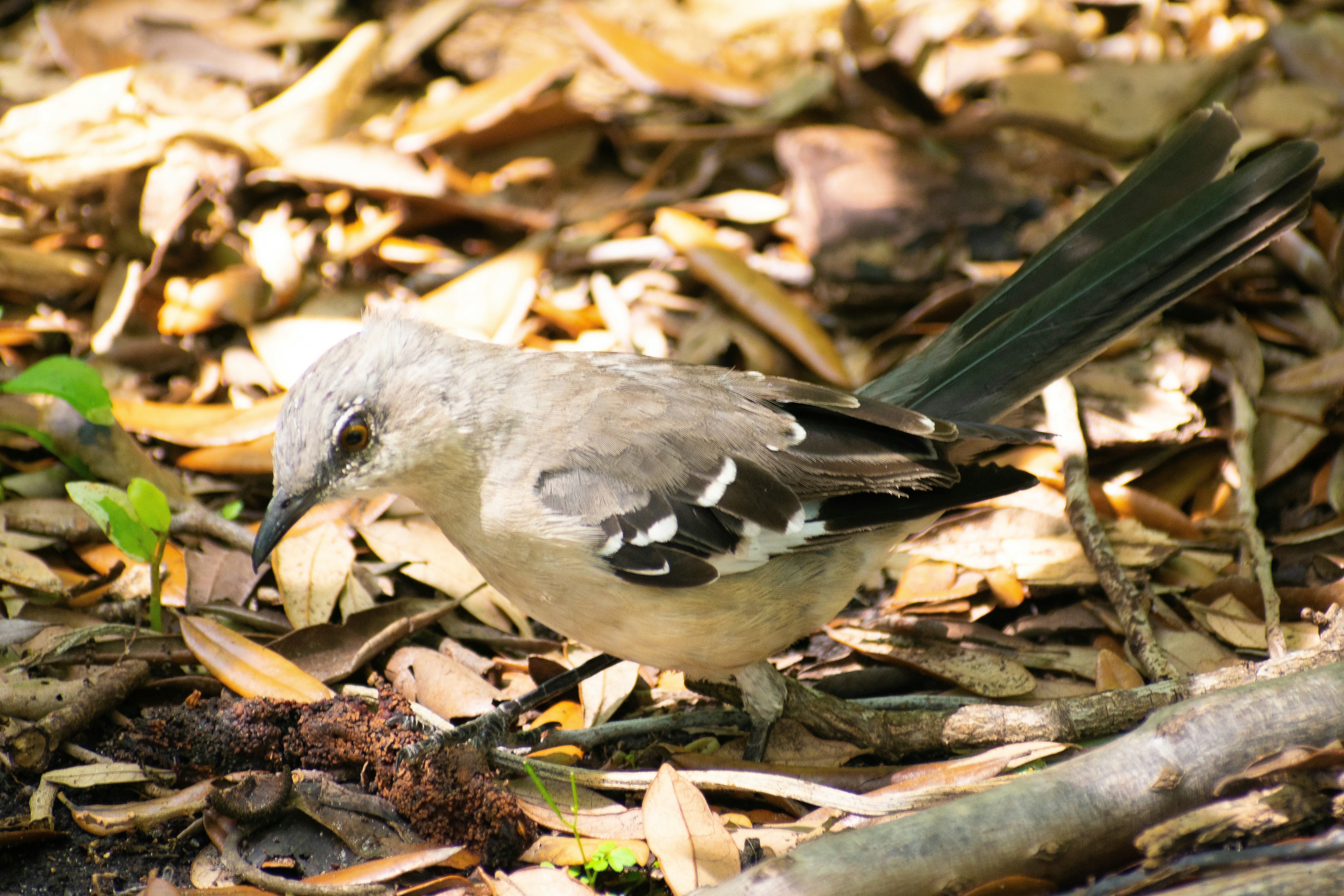 Discover Local Bird Rescue Near You Save Injured Birds