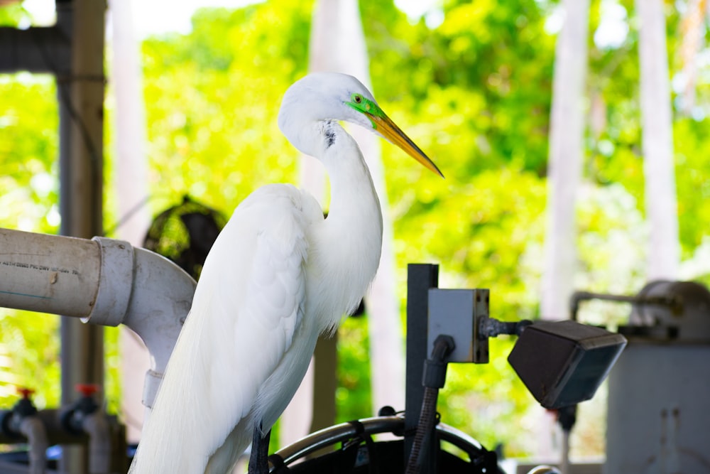 a large white bird standing on top of a metal pipe