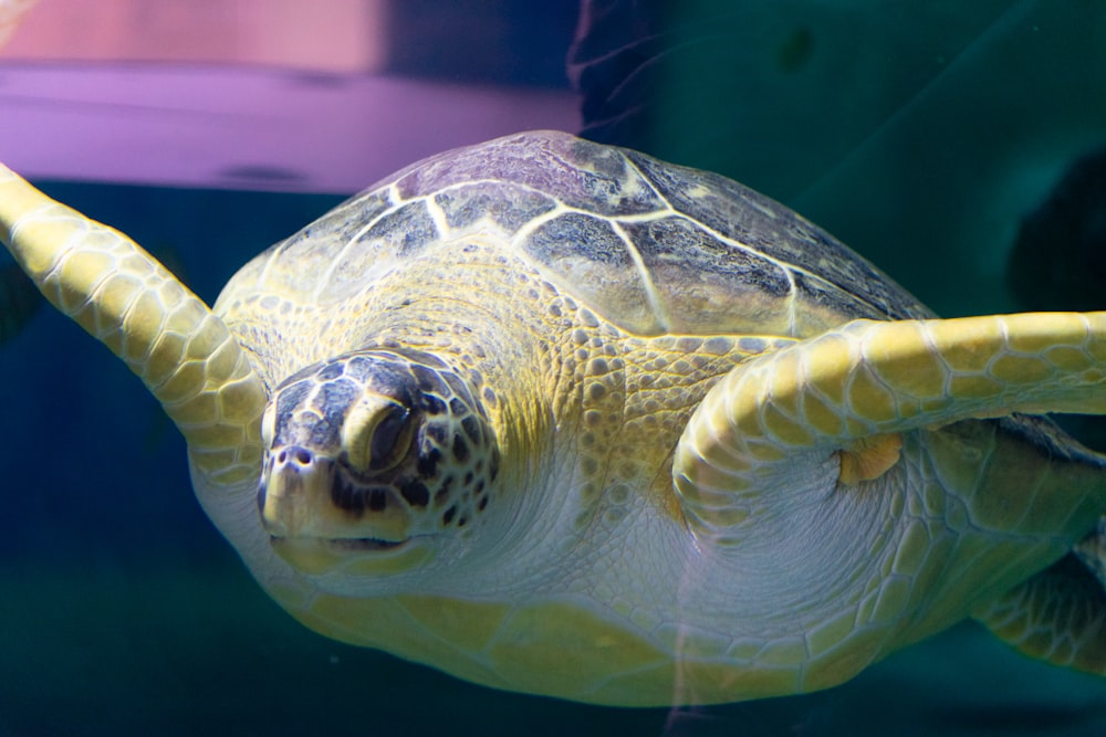 a close up of a turtle in a tank