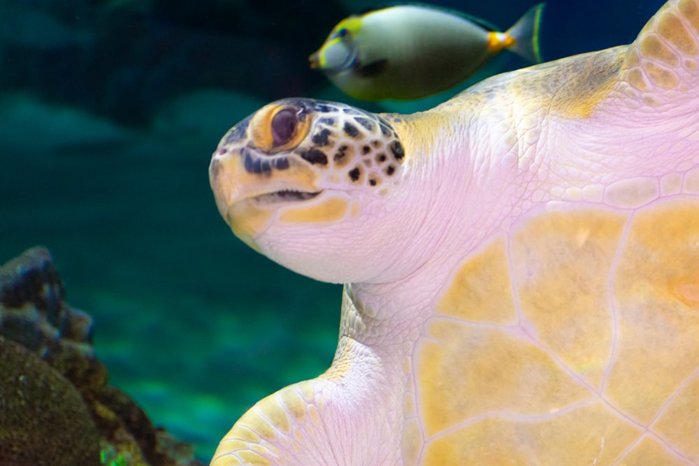 a close up of a turtle in an aquarium