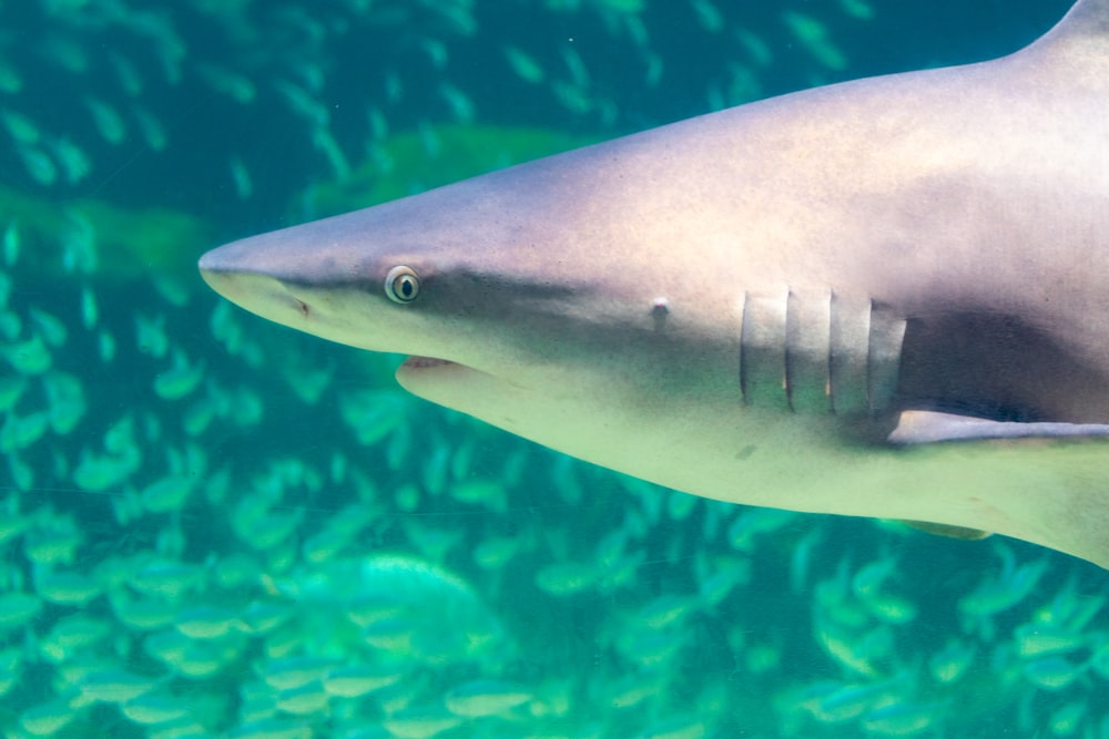 a close up of a shark swimming in a body of water