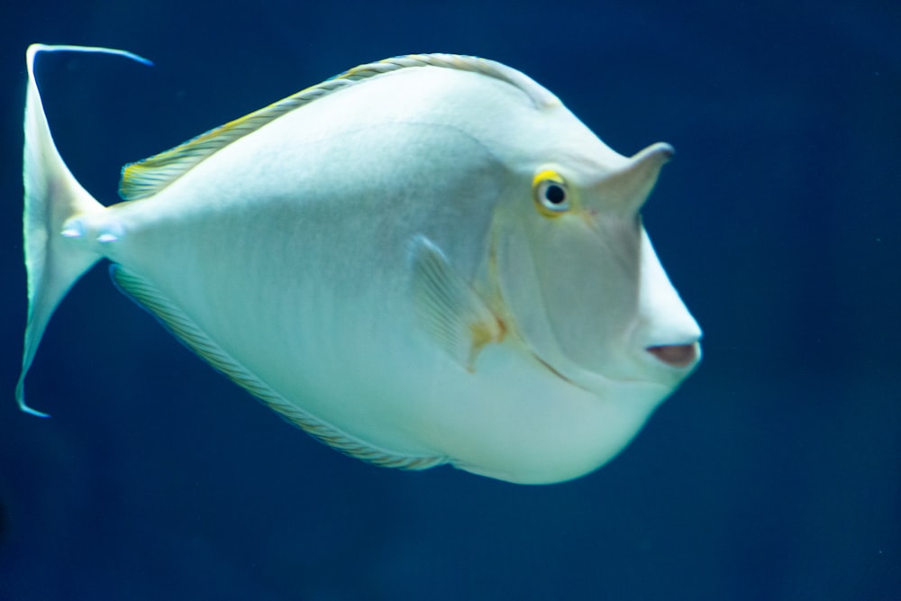 a close up of a fish in the water