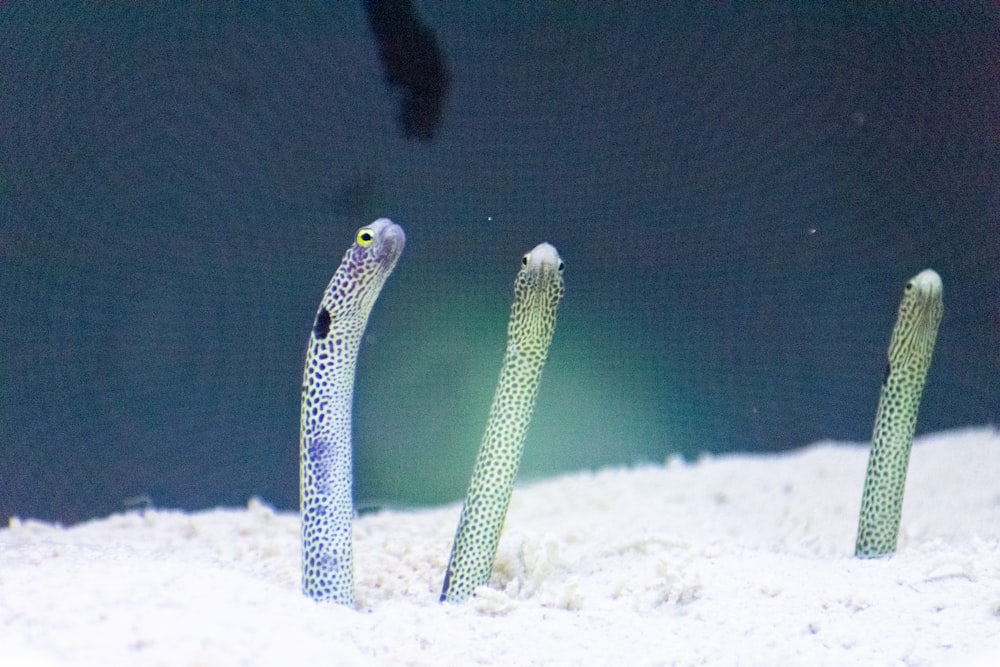 a couple of squids that are standing in the snow