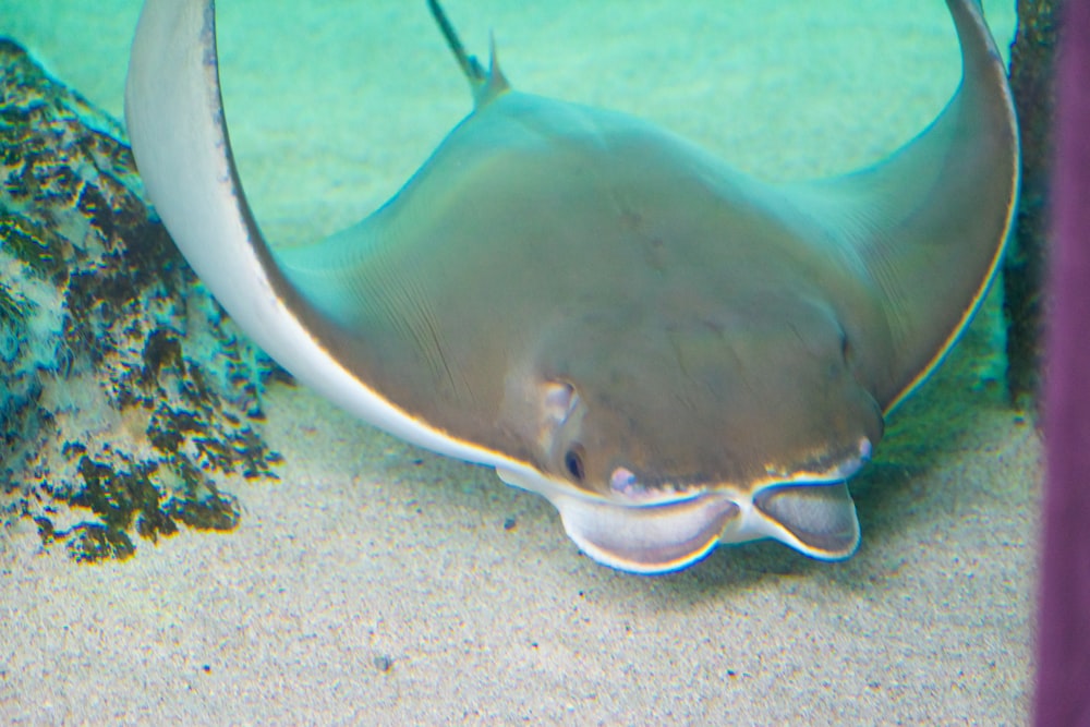 a large stingfish with a long neck and large eyes