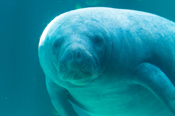 a close up of a manatee swimming in the water