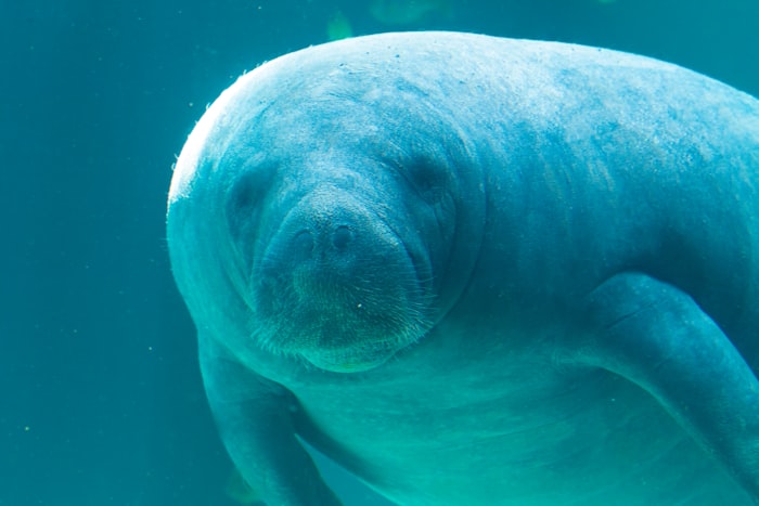 Close-up of a manatee in the water