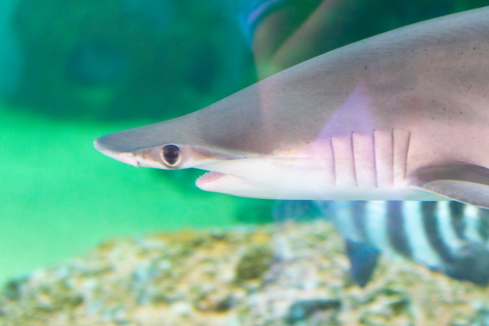 a close up of a shark in an aquarium