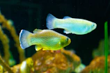 a couple of fish that are in some water