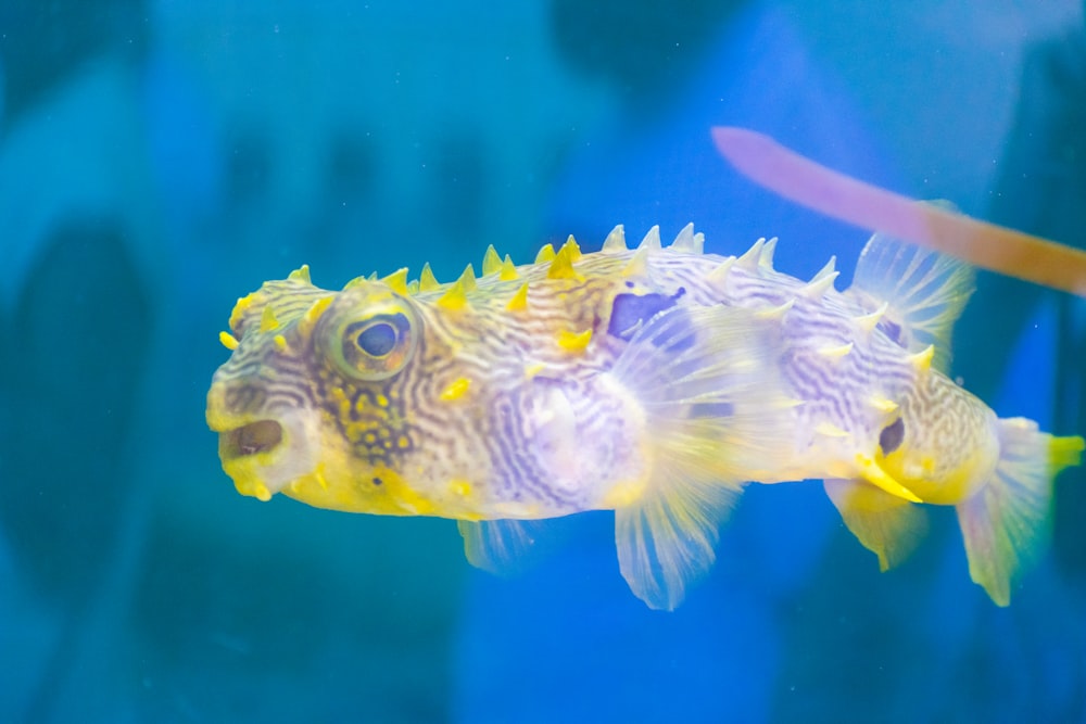 a close up of a fish in a tank