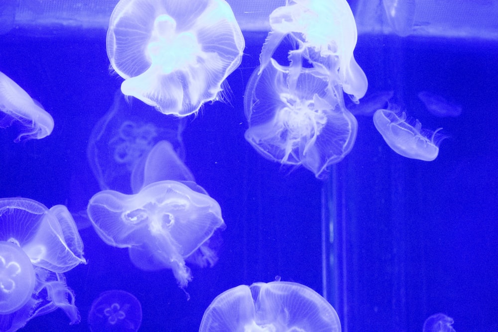 a group of jellyfish swimming in a tank