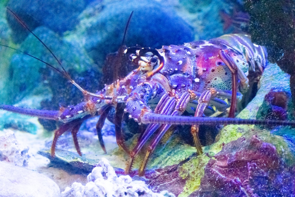 a close up of a fish in an aquarium