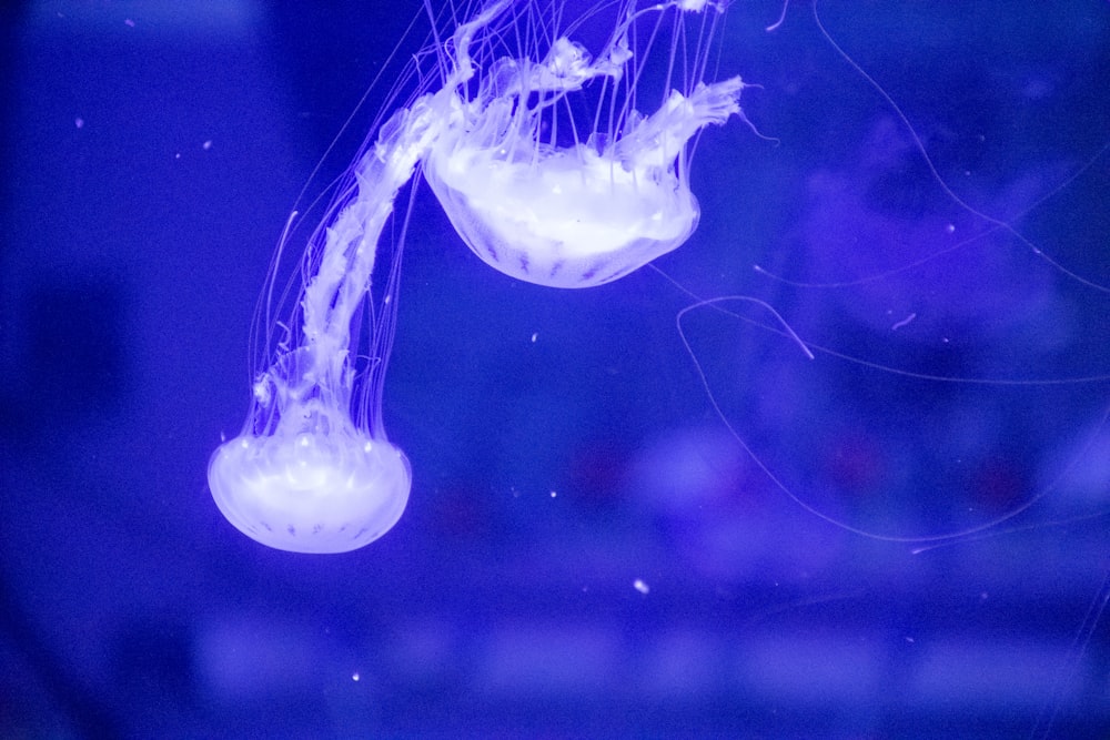 a close up of a jellyfish in a tank