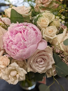 Blush Peony Dream