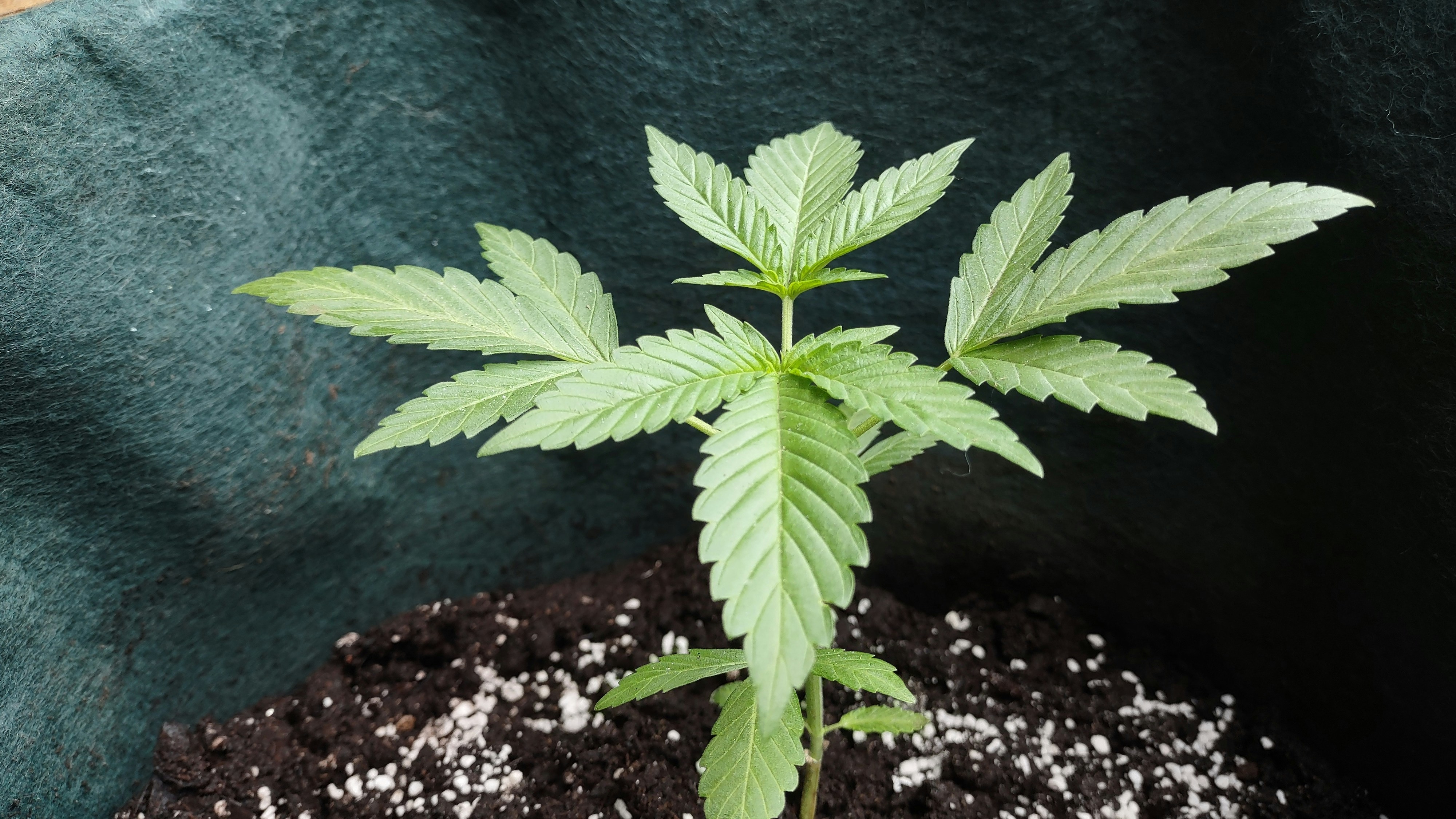 How to Grow Cement Shoes Weed: A Comprehensive Guide for Cannabis Growers