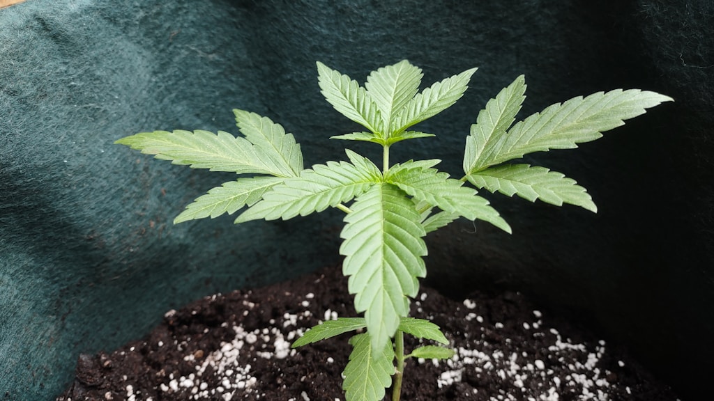 Substrato para plantas