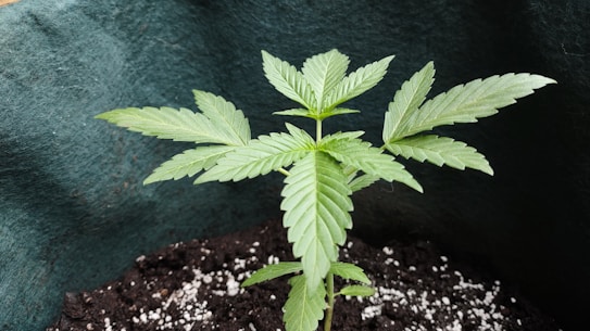 A small cannabis plant with vibrant green leaves grows out of rich, dark soil. The plant is surrounded by a dark green fabric pot, and small white particles are visible on the soil surface.