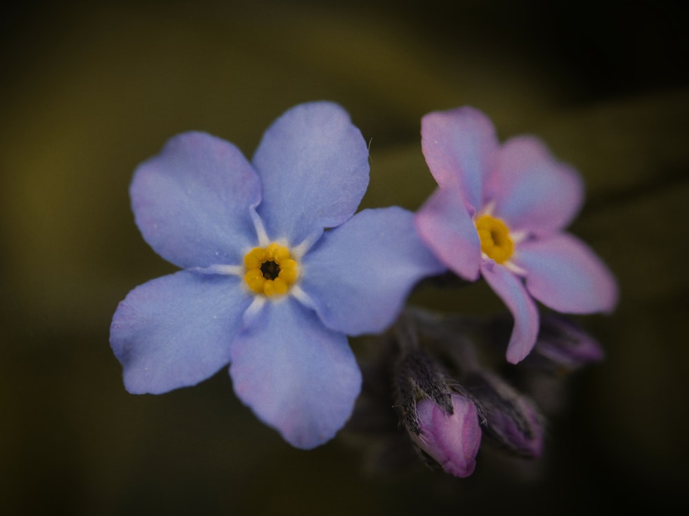 a couple of blue flowers sitting next to each other