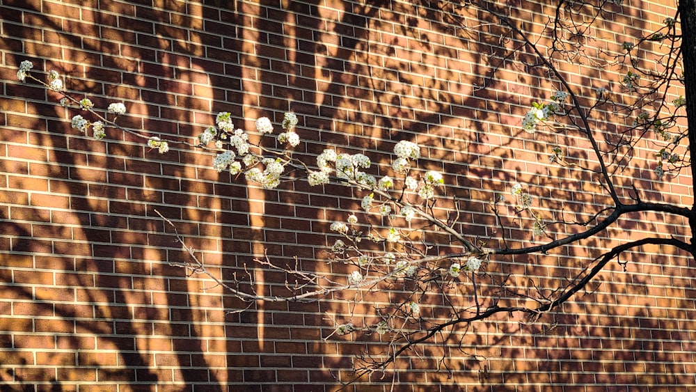 the shadow of a tree on a brick wall