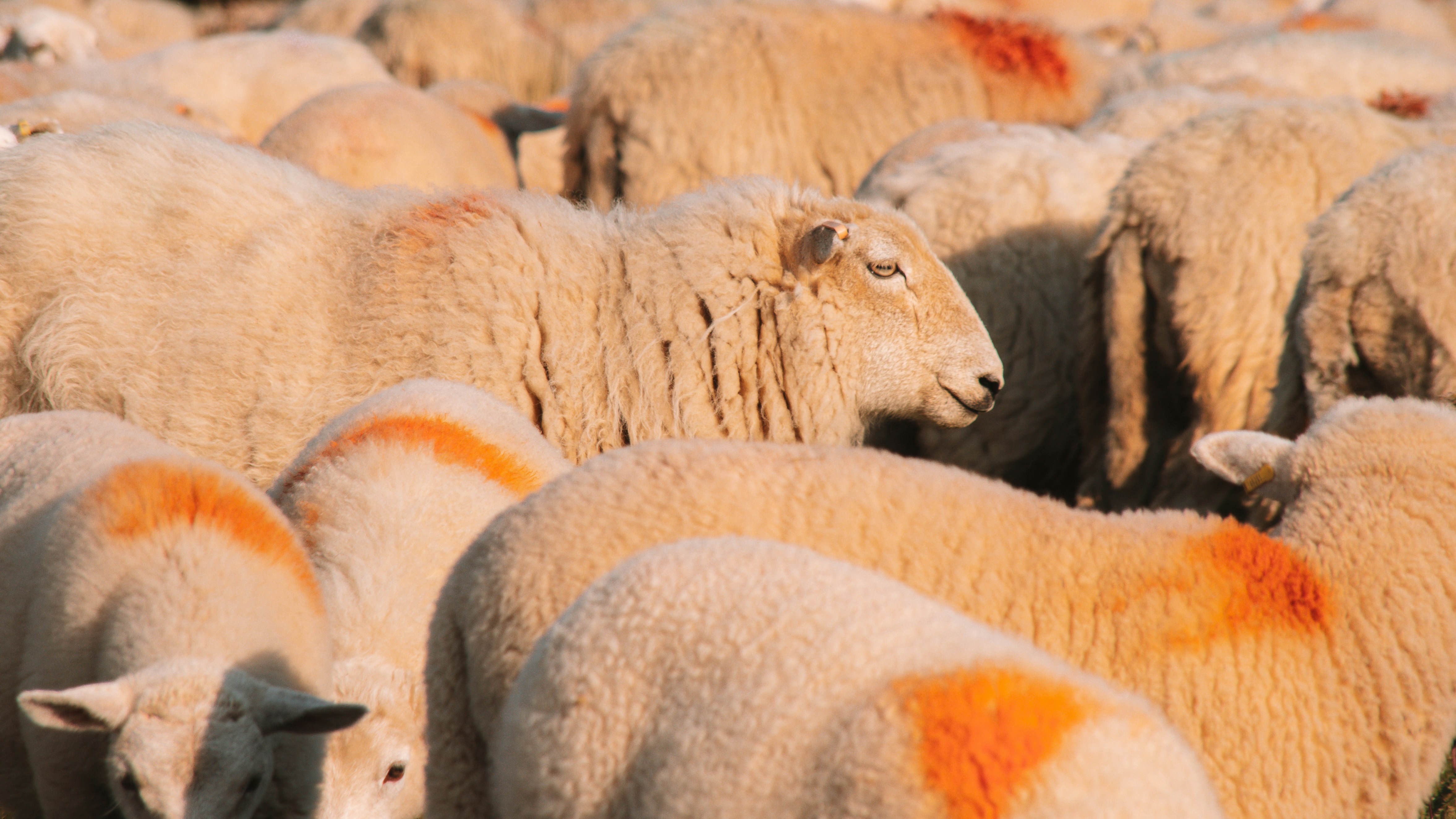 A herd of sheep standing next to each other photo Free Wales Image on