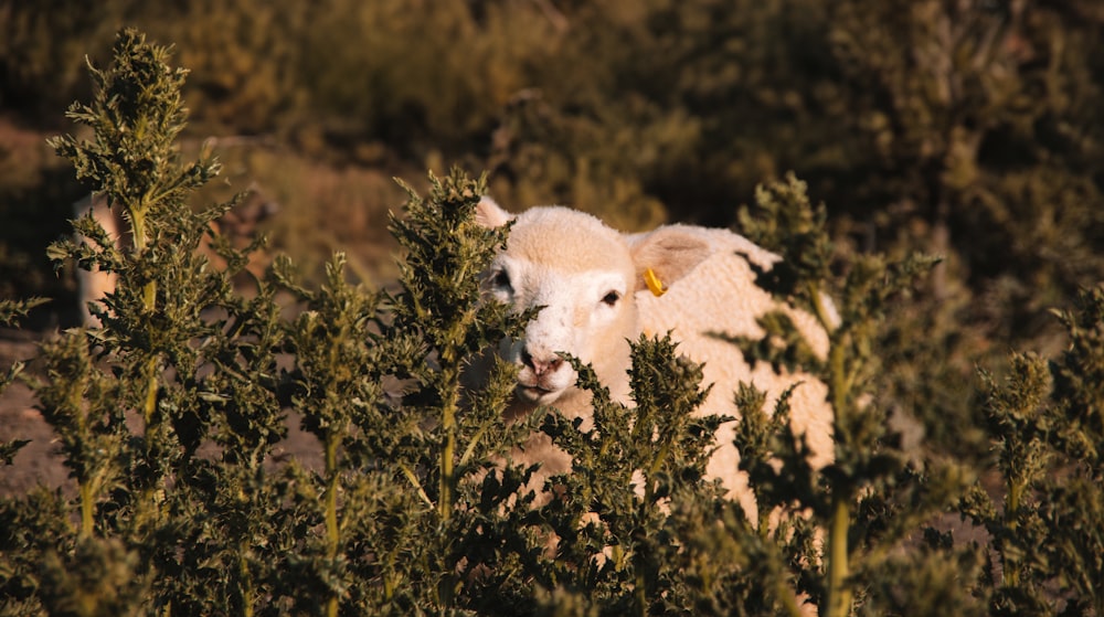 a sheep standing in the middle of a field