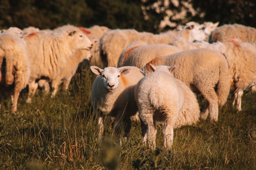 a herd of sheep standing on top of a lush green field