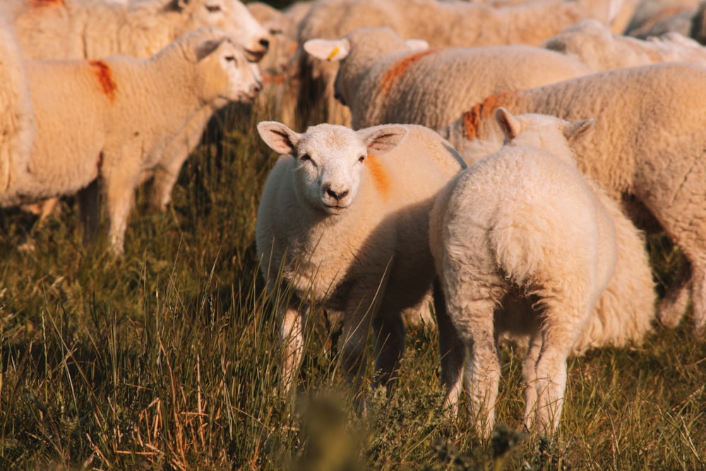 a herd of sheep standing on top of a lush green field