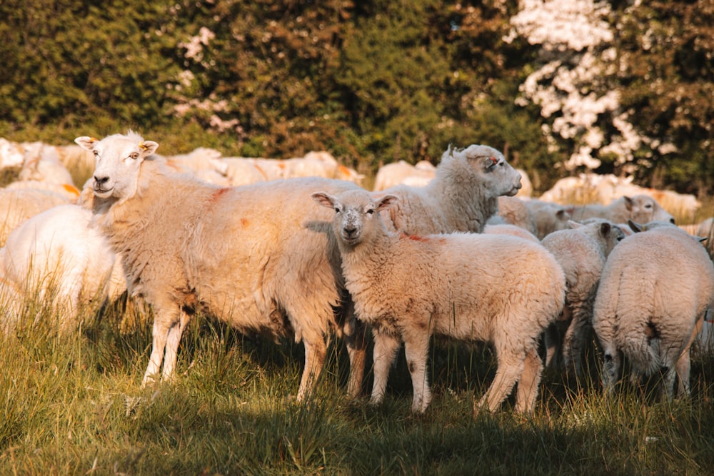 a herd of sheep standing on top of a lush green field